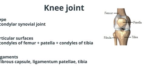 Joints Of The Lower Limb Made Easy Youtube