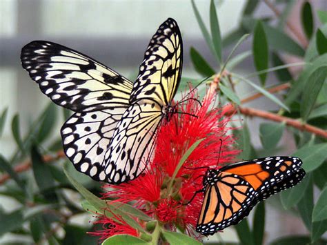 Butterflies Beautiful Nature Red Flower Hd Wallpaper Pxfuel