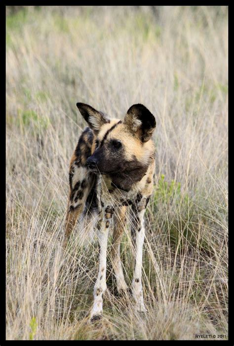 African Wild Dog 1 By Nyeleti On Deviantart Wild Dogs African Wild