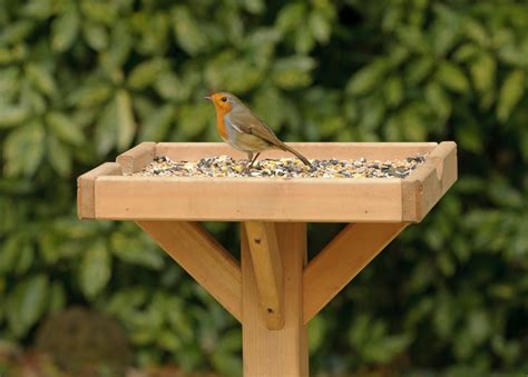 Wildlife Advice What To Feed Garden Birds The English