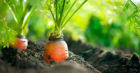 How To Grow Carrots In Raised Beds A Step By Step Guide Backyard Eden