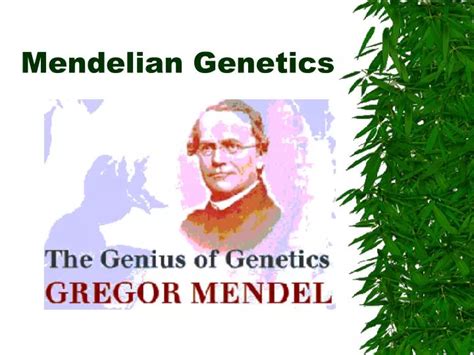 Ppt Mendelian Genetics Powerpoint Presentation Free Download Id