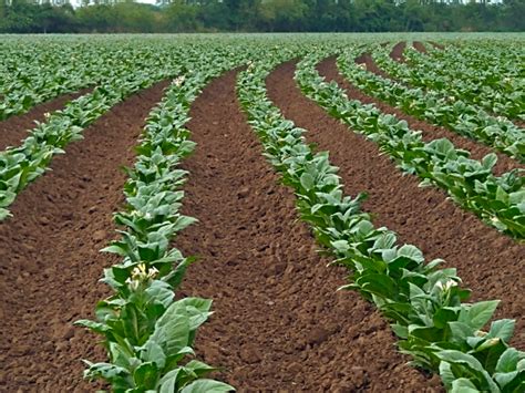 Buenas Prácticas Agrícolas en el cultivo de tabaco Agroempresario com