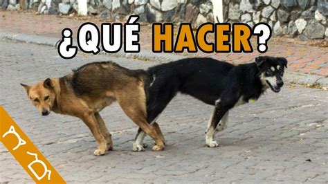 ¿por Qué Los Perros Se Pegan Cuando Se Aparean ¿qué Hacer Si Dos Perros Se Quedan Pegados