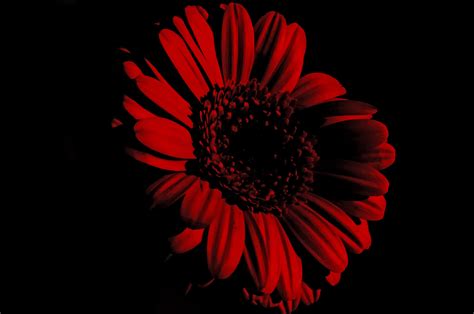 Red Flower Black Background 51 Pictures