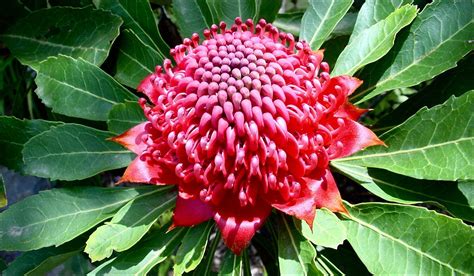 Snapshots And Images Of Australian Flora Waratah State Floral Emblem