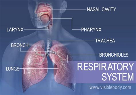 The Major Structures In The Respiratory System Include The Nasal Cavity