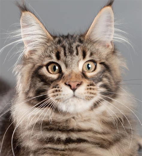 Best Traits Of Maine Coon Breed Just Brought Home This Guy 48 OFF