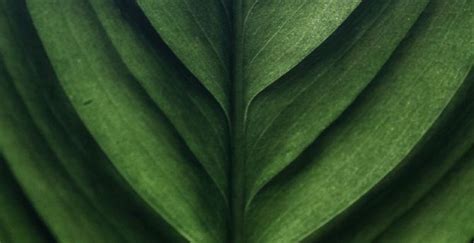Desktop Wallpaper Leaf Texture Green Macro Hd Image Picture