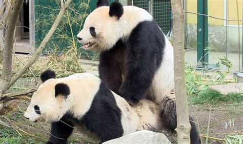 Pandas Mate In Zoo In Rare Captivity Display Nature News Express