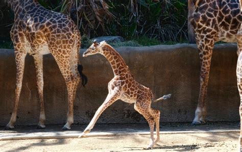 Things Looking Up As Los Angeles Zoo Unveils Baby Giraffe Ctv News
