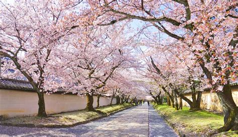 20 Best Kyoto Cherry Blossom Spots Sakura Hanami Top Tips