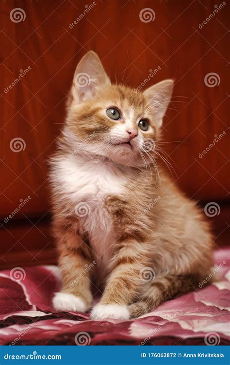 Cute Ginger Fluffy Kitten Stock Photo Image Of Kitten 176063872