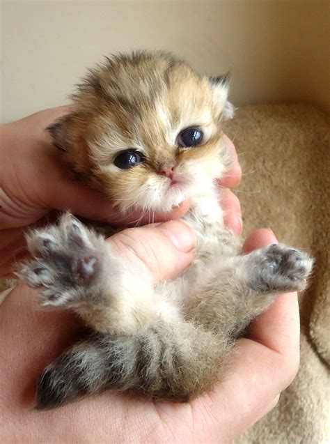 Golden Persian Kitten Scotland Cute Cats Cute Animals Cute Baby Animals
