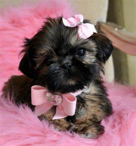Pretty In Pink With Images Shih Tzu Shitzu Puppies