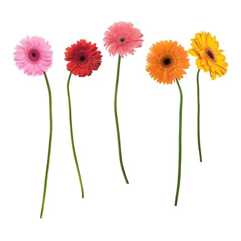 Gerber Daisies Giant Wall Decals T Ideas 2021 Cool Ts