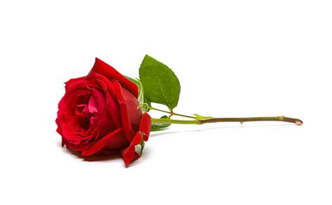 Single Red Rose Pictures Images And Stock Photos Istock