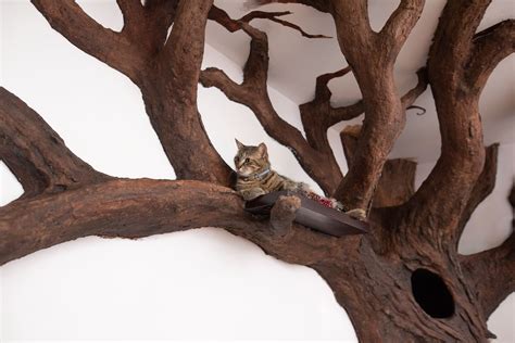 There are 1827 custom cat tree for sale on etsy, and they cost $70.85 on average. Custom cat tree by Robert Rogalski, photo by Michael ...