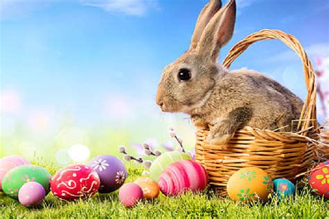 Día Del Conejo De Pascua Y Celebración Conejitos