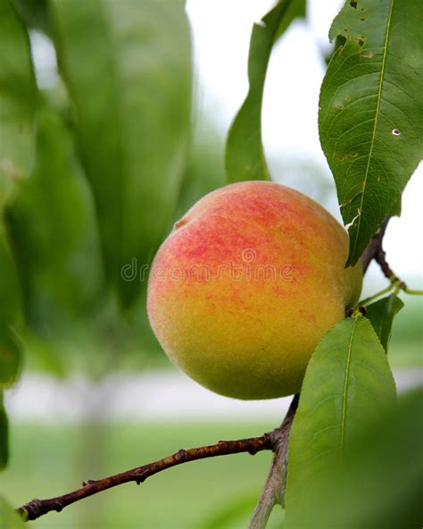 537 Ripe Peach Hanging Branch Stock Photos Free And Royalty Free Stock