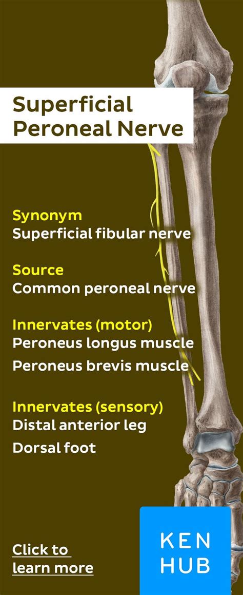 Deep Fibular Peroneal Nerve Peroneal Nerve Nerve Muscle Anatomy