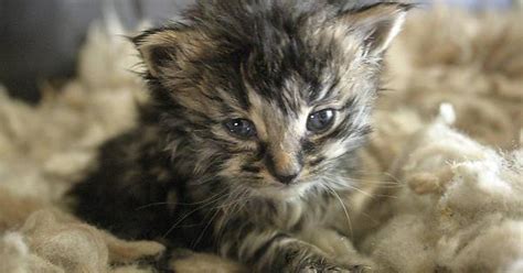 6 Weeks Old Kitten Imgur
