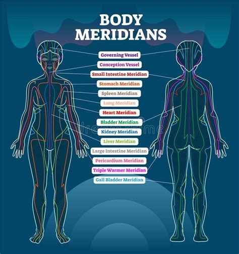 Body Meridian System Vector Illustration Scheme Chinese Energy Acupuncture Therapy Diagram