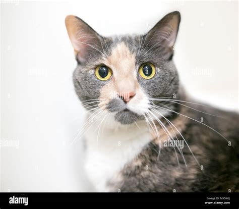 Dilute Calico Hi Res Stock Photography And Images Alamy