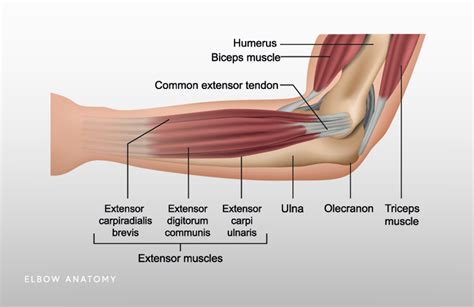 Right Elbow Anatomy Abba Humananatomy