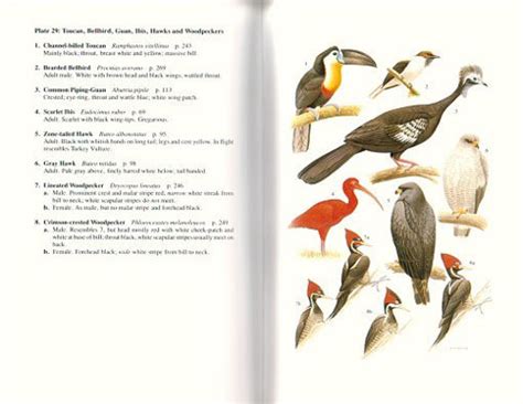 A Guide To The Birds Of Trinidad And Tobago Richard Ffrench Second
