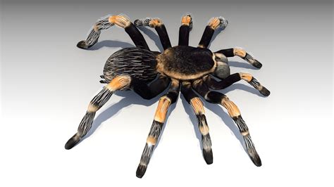 3d Model Tarantula Animated Vr Ar Low Poly Rigged Animated Cgtrader
