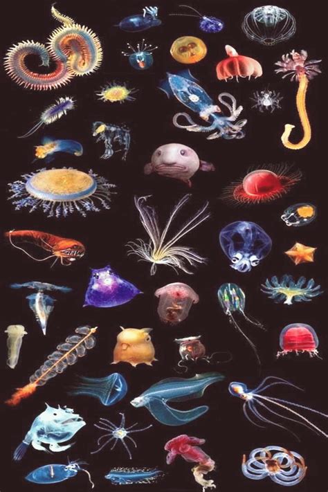 Deep Sea Creatures Erde Naturweltall Deep Sea Creatures Deep Sea
