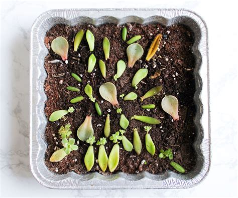 How To Propagate And Grow Succulents From Leaves 8 Steps With Pictures