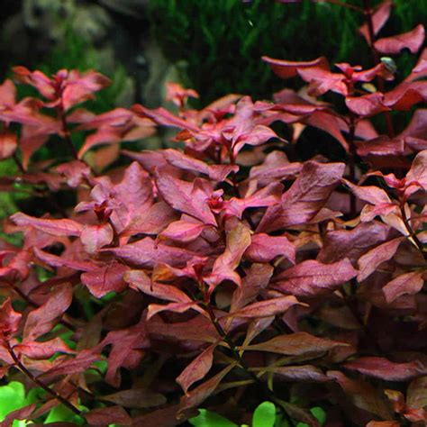 Ludwigia Sp Rubin Mcmerwe South Africa Bloemfontein