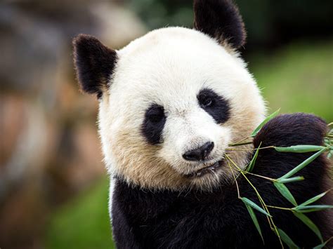 Il Panda Gigante Ailuropoda Melanoleuca