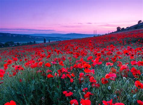 772 Poppy Hd Wallpapers Background Images Wallpaper Abyss Page 17