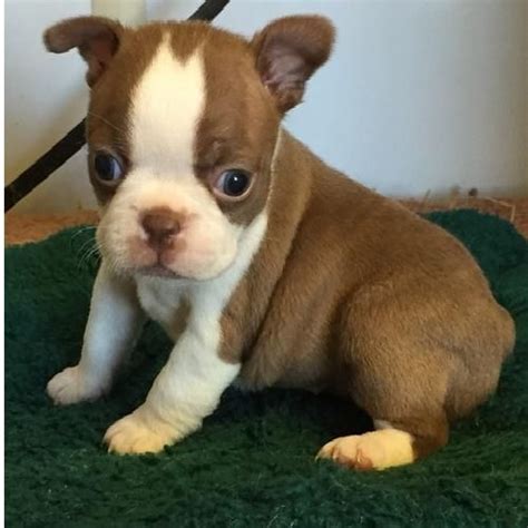 Bostons are generally eager to please their owner and can be. Boston Terrier Puppies For Sale | Houston, TX #103419