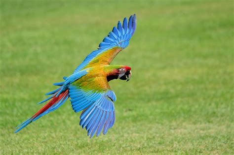 下載 金剛鸚鵡 圖片和相片。超過 18193 金剛鸚鵡 圖像可供選擇，不須註冊。在 30 秒內下載。 金剛鸚鵡鳥聚 台東天空七彩繽紛! - 生活 - 中時