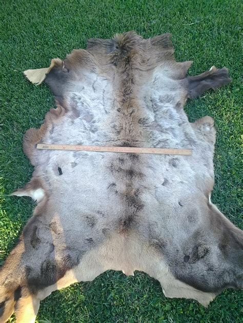 Elk Tanned Fur Hide 2coolfishing