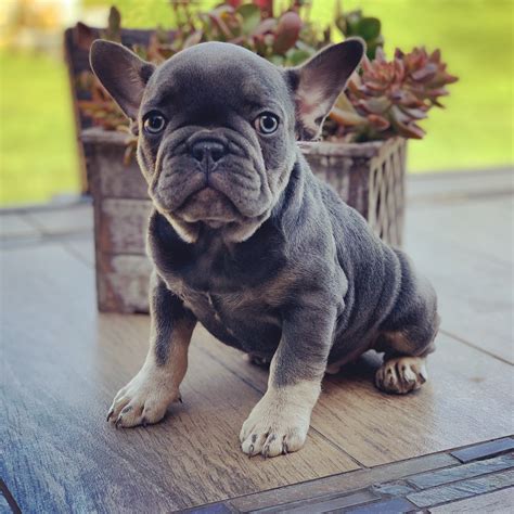 Frenchie Puppies Fancy French Bulldogs