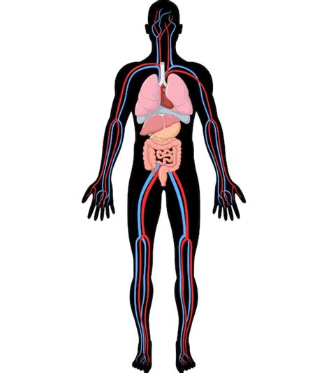 Ilustración De La Anatomía Del Cuerpo Humano Vector Premium