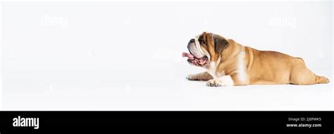 An English Bulldog Is Lying With Its Mouth Open On A White Background
