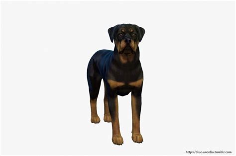 Rottweiler Makeover At Blue Ancolia Sims 4 Updates
