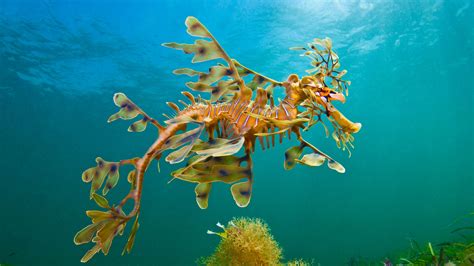 Bing Image A Leafy Seadragon In The Waters Off Wool Bay