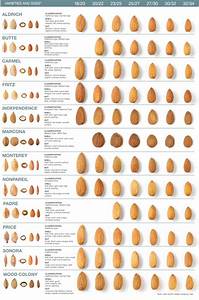 Almond Classification Minerva Global