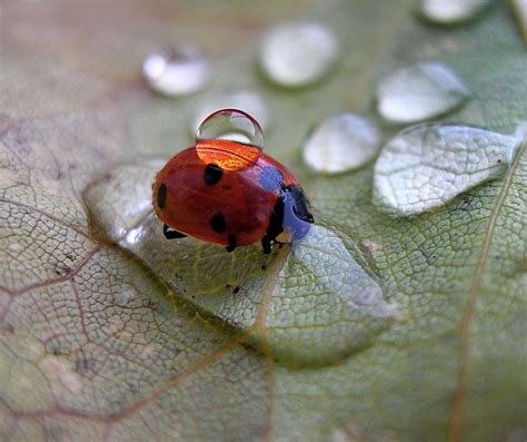 Lady Bug And Rain Drop By Tugba Kiper Via 500px Ladybug Ladybird Bugs