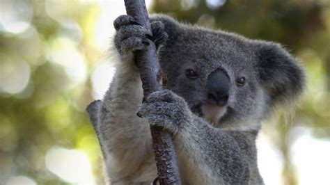 Koala Puffs Naked