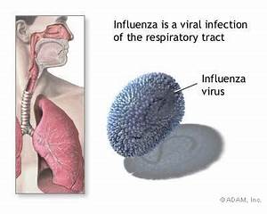 The New York Times > Health > Image > Influenza Influenza  