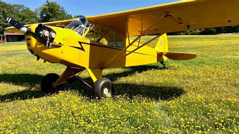 Clipped Wing Cub Experts Need Advice