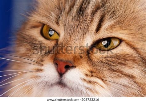 Portrait Siberian Beautiful Adult Cat Closeup Stock Photo 208723216